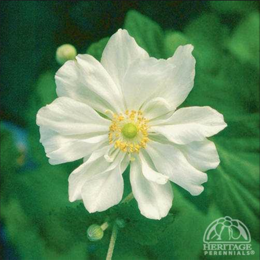 Anemone ‘Whirlwind’ (Japanese Anemone)
