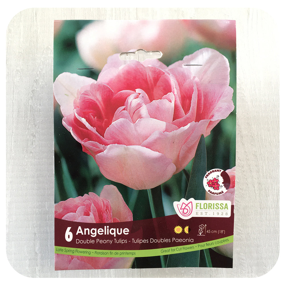 Tulip 'Angelique'