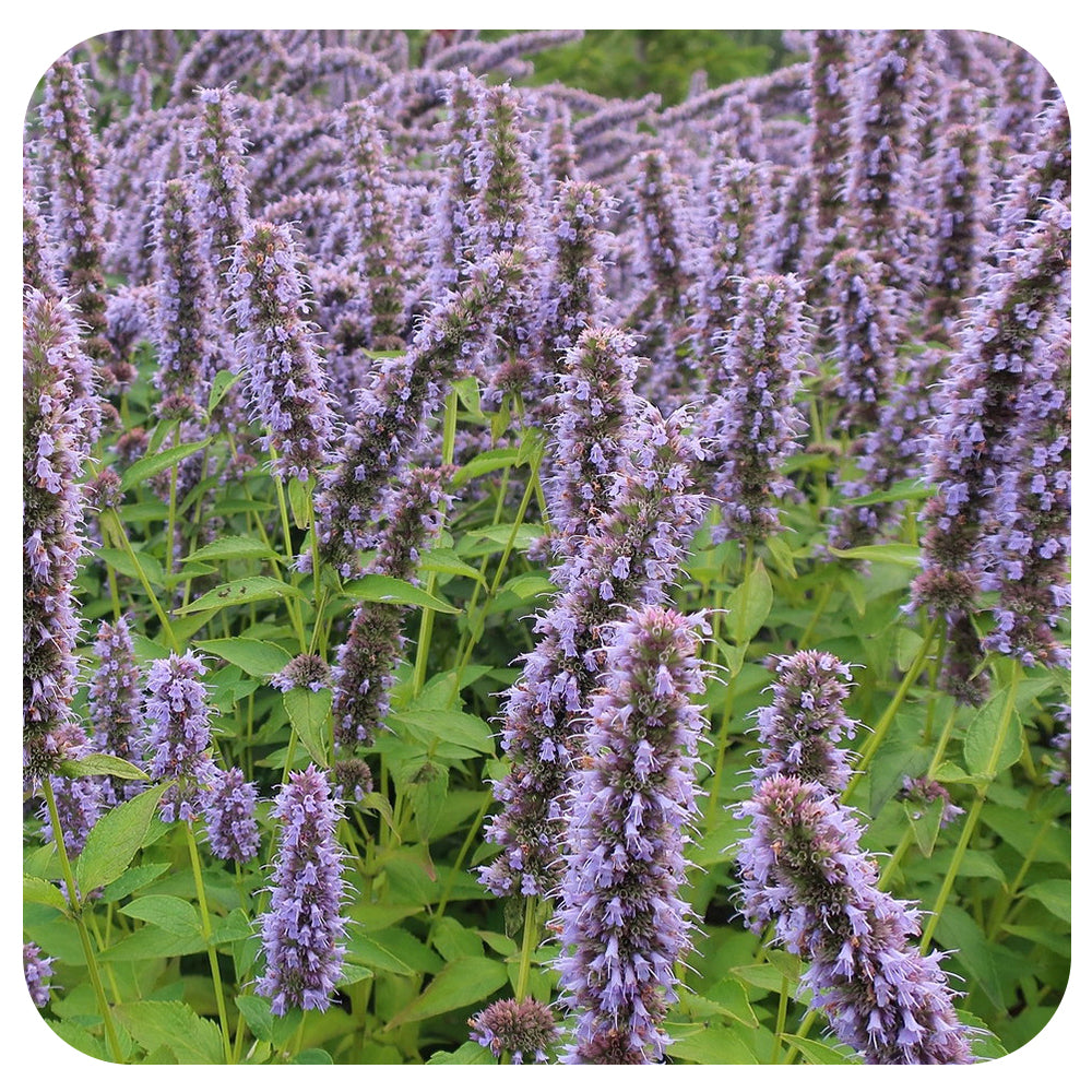 Anise Hyssop (Agastache foeniculum) NATIVE PERENNIAL