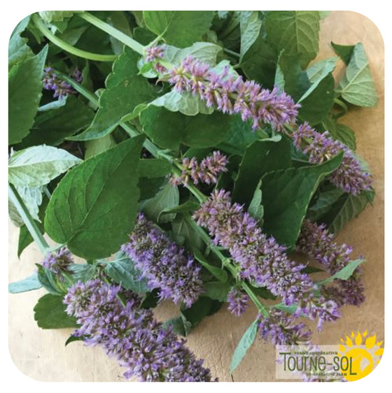 Anise Hyssop Seeds  - Organic (Past Expiration Date)