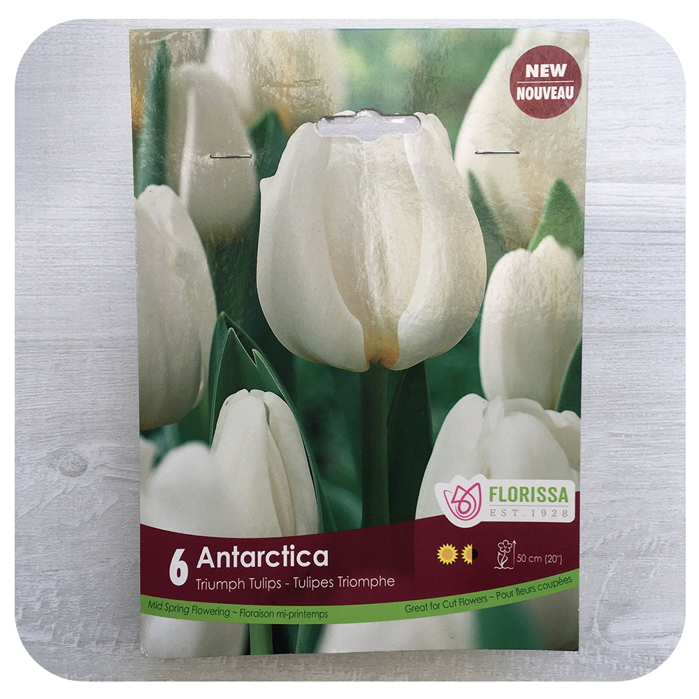 Tulip 'Antarctica'