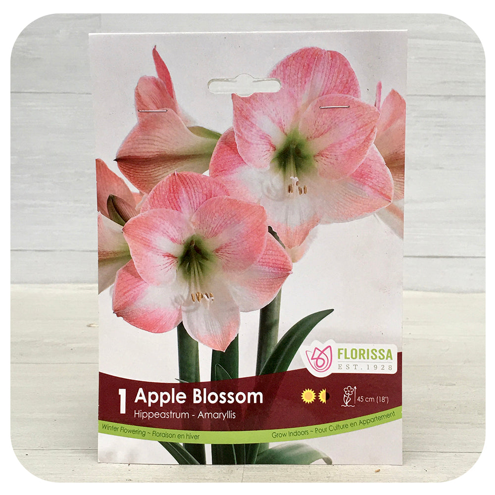 Amaryllis Apple Blossom