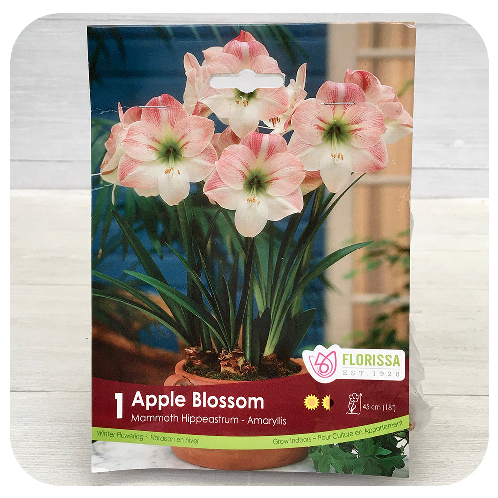 Amaryllis Apple Blossom