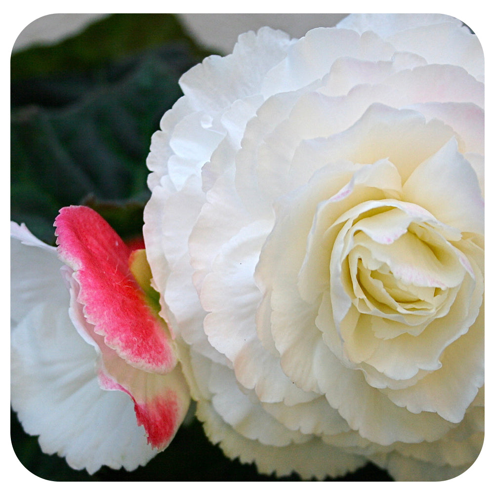 Begonia - Non-Stop Variety (Tuberous Begonia)
