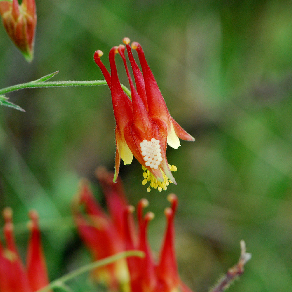 Wild Columbine (Aquilegia canadensis) NATIVE PERENNIAL