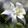 Columbine Kirigami Light Blue and White (Aquilegia caerulea)