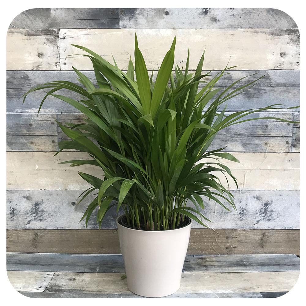 Areca Palm