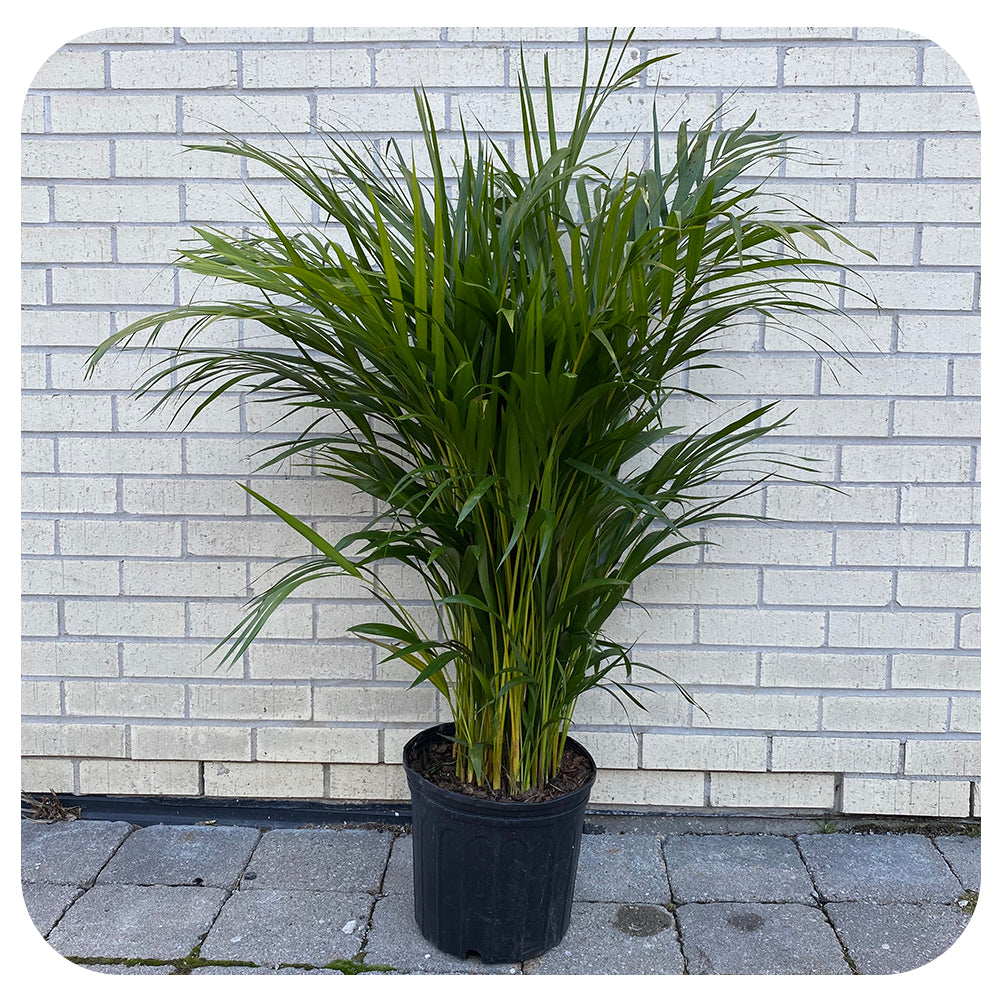 areca palm indoor toronto Areca Palm