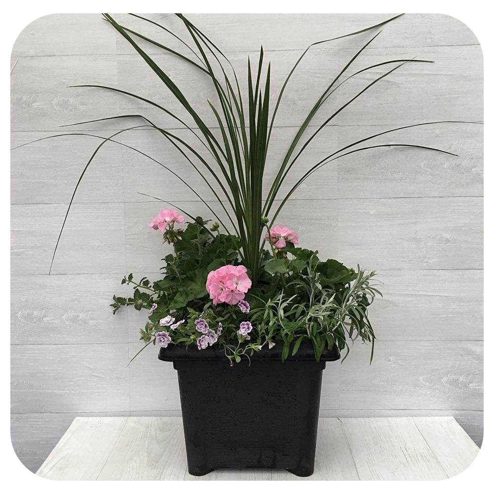 Sun arrangement Square1