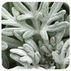 Artemisia ‘Sea Salt’