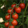 Cherry Tomato 'Artemis'