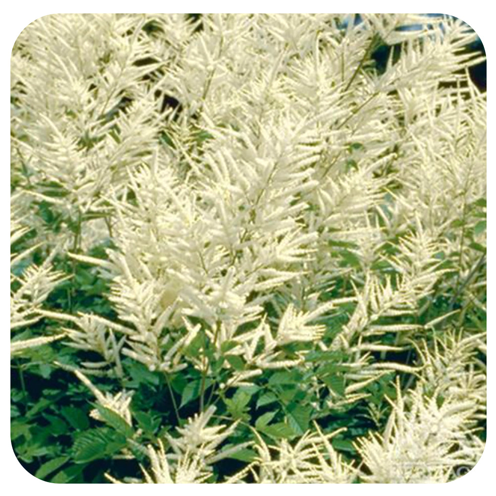 Dwarf Goat's Beard (Aruncus) "Misty Lace"