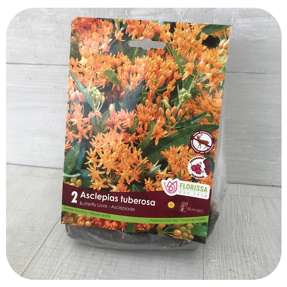 Butterfly Milkweed (Asclepias tuberosa)