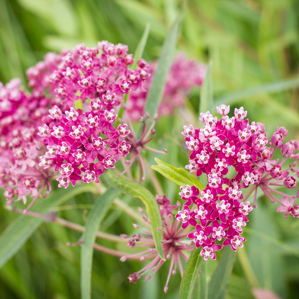 Swamp Milkweed (Asclepias incarnata) NATIVE PERENNIAL