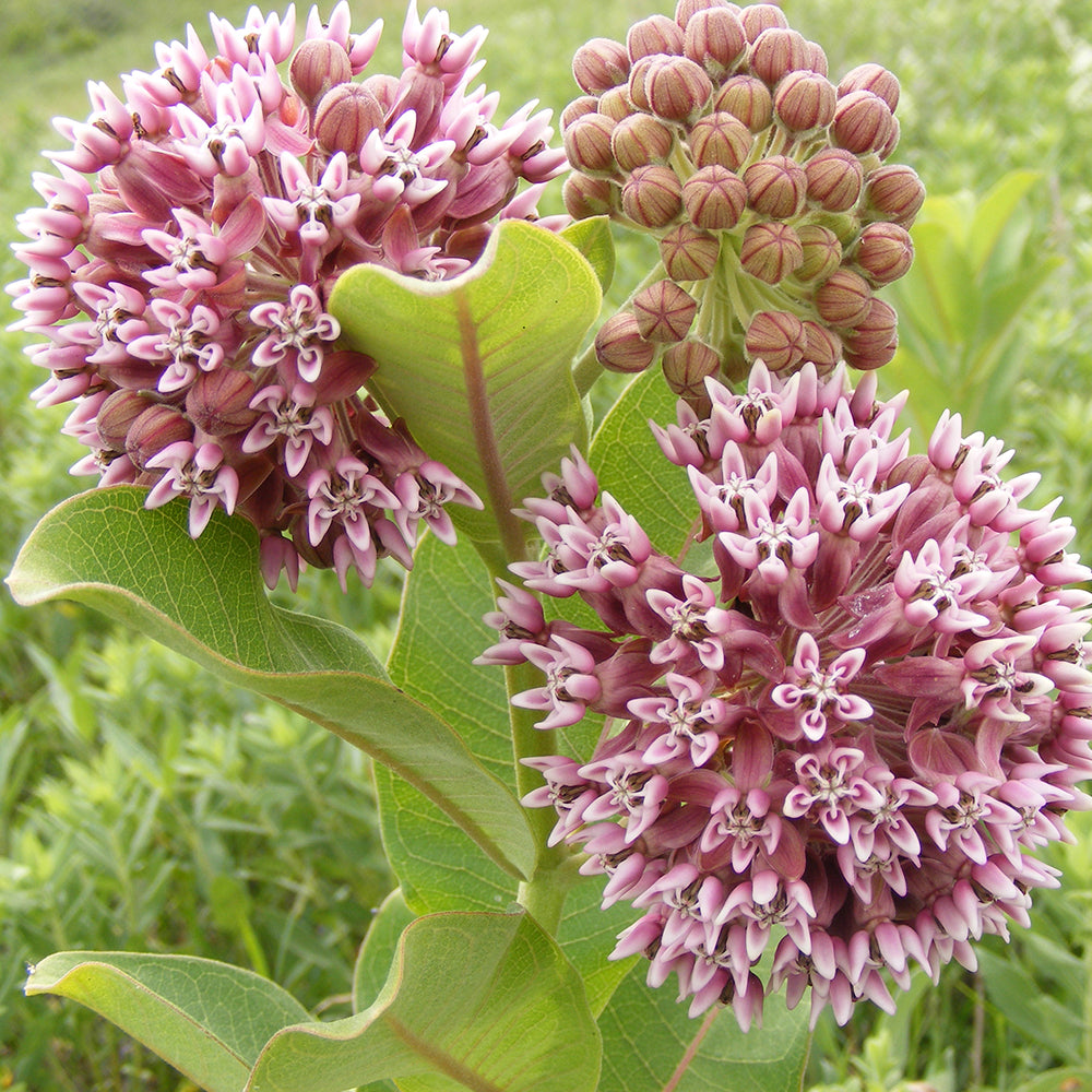 Common Milkweed (Asclepias Syriaca) NATIVE PERENNIAL