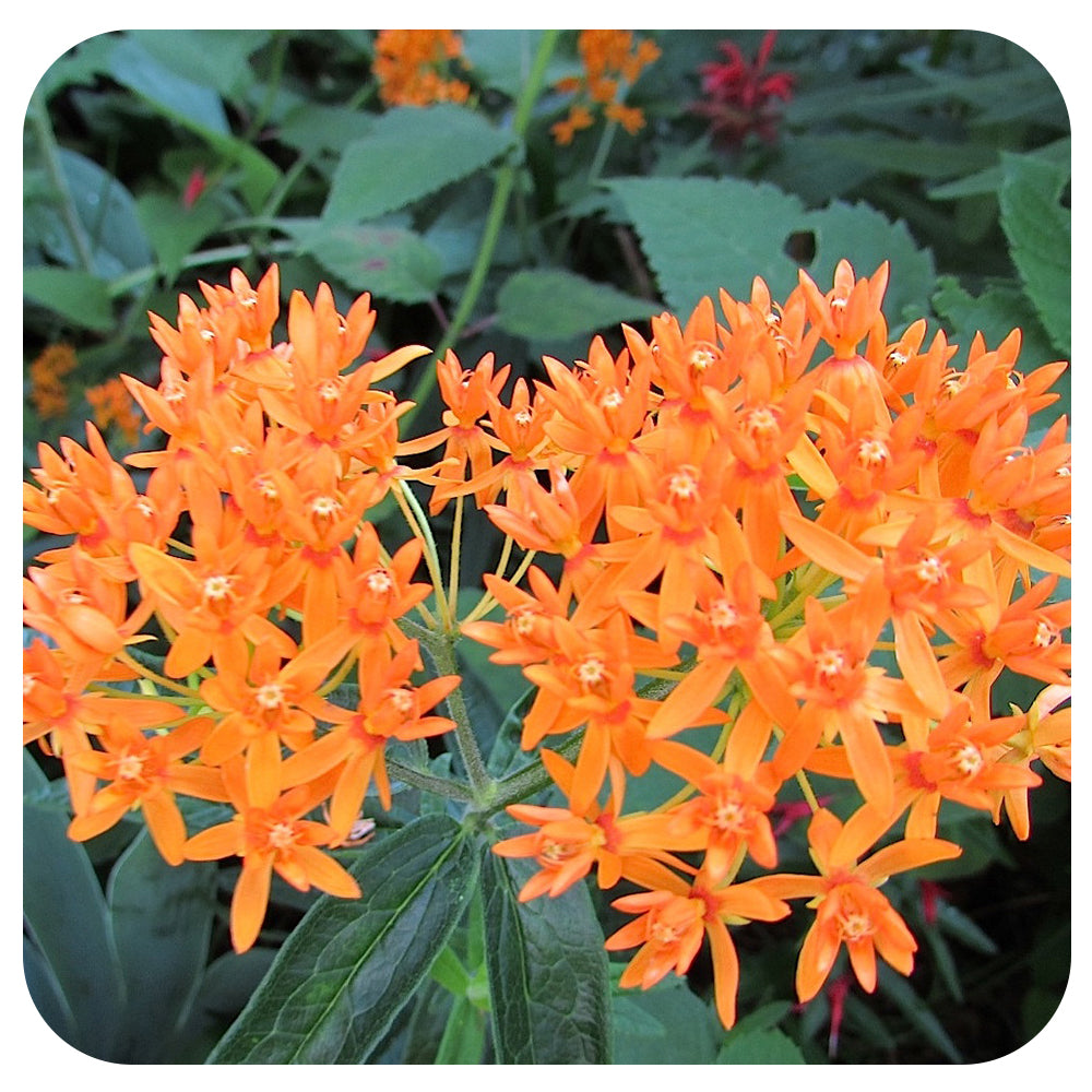 Butterfly Milkweed (Asclepias tuberosa)
