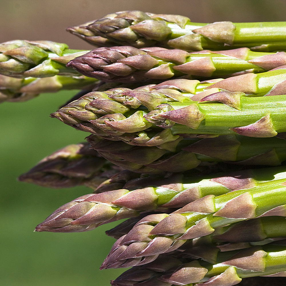 Asparagus ‘Jersey Knight’