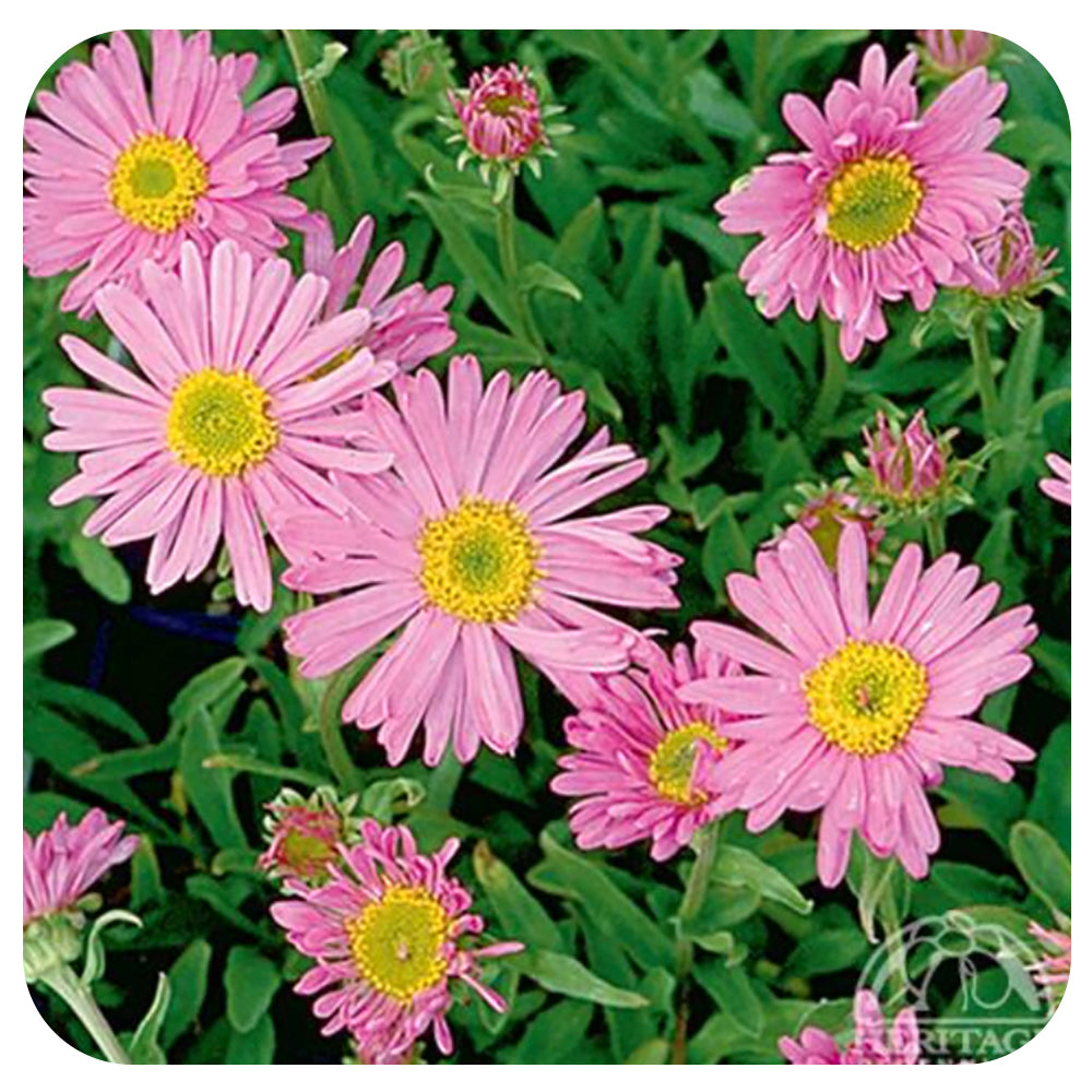 Aster Alpinus 'Happy End'