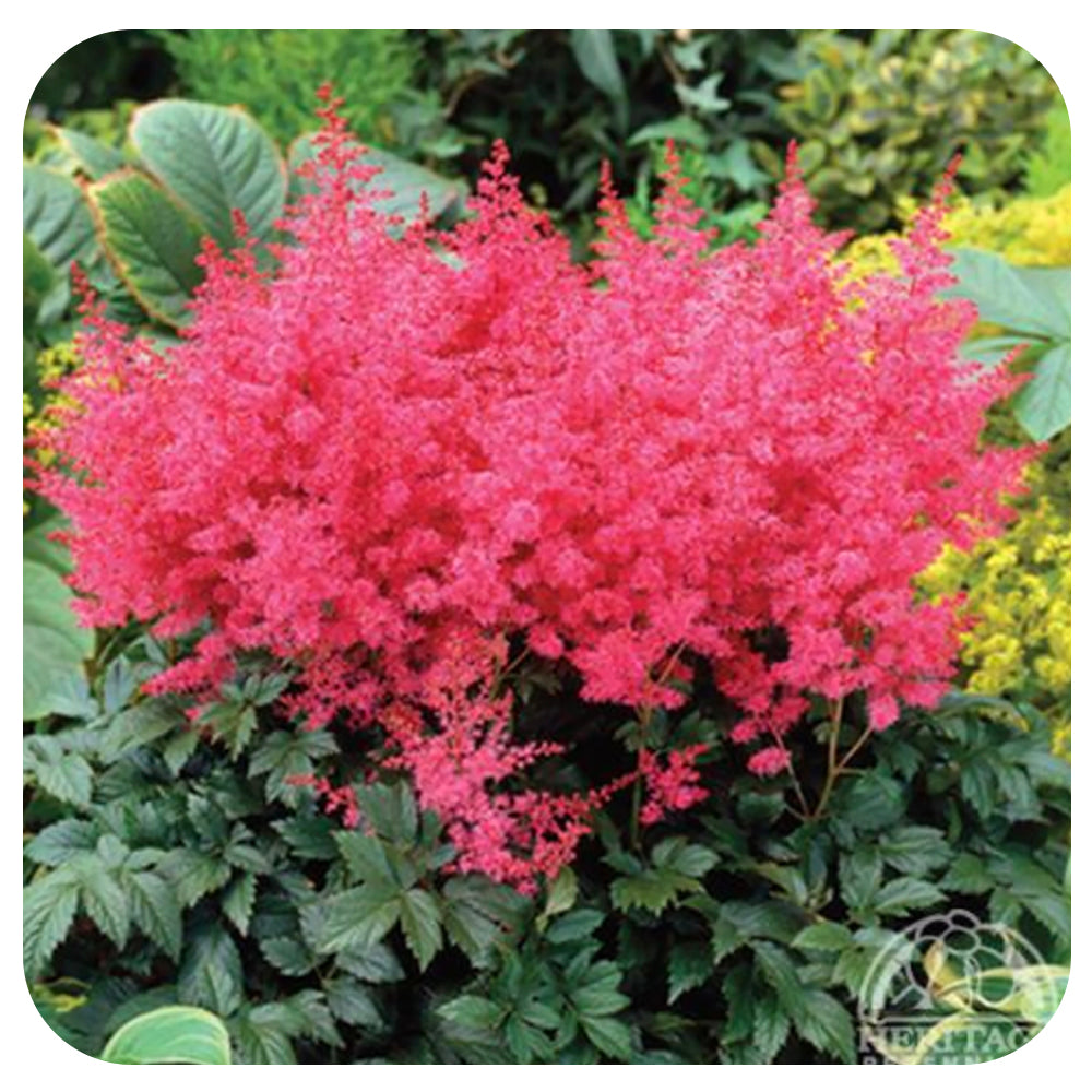Astilbe 'Jump and Jive'