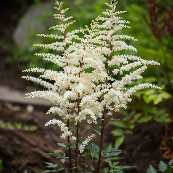 Astilbe × arendsii ‘Cappuccino’