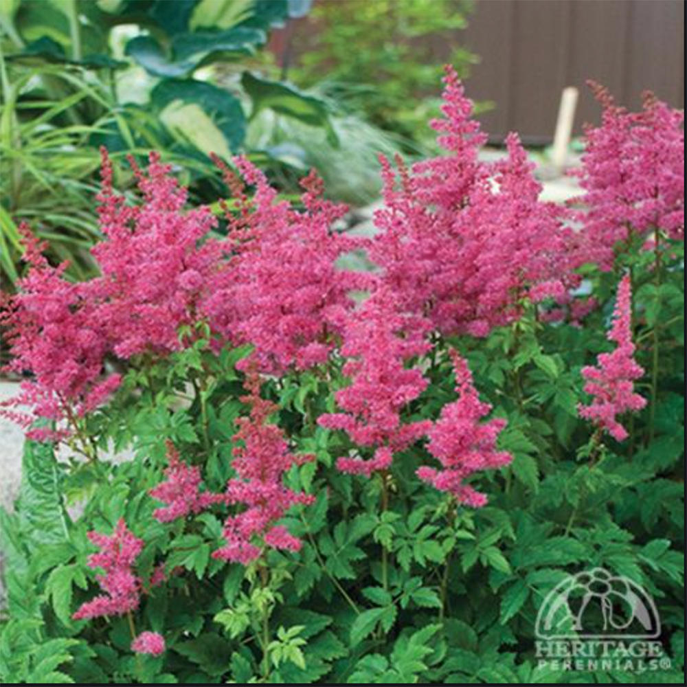 Astilbe Younique Carmine™