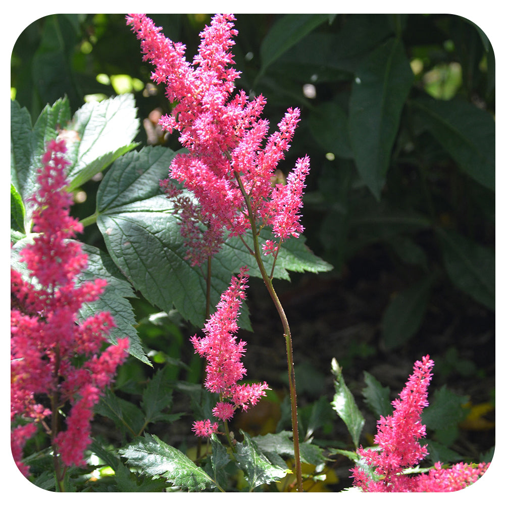 Astilbe 'Fanal'