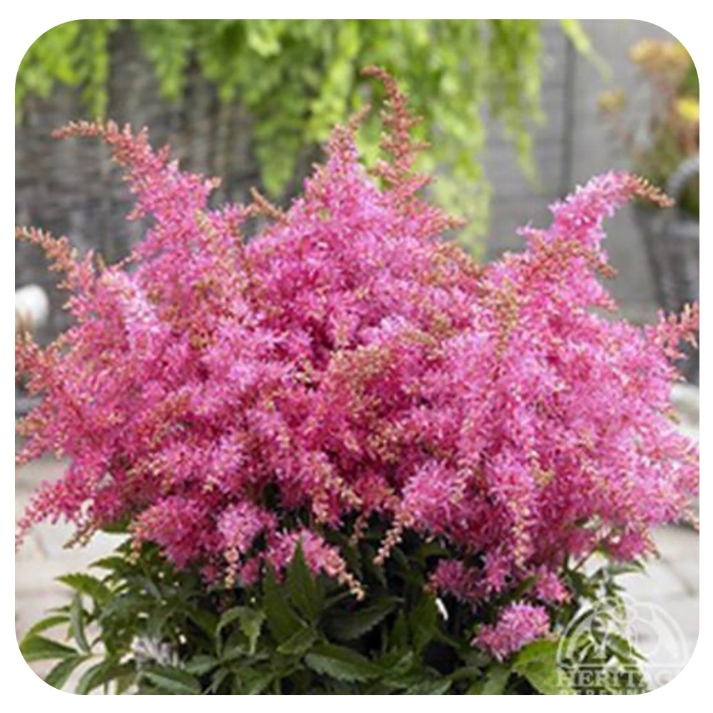 Astilbe ‘Younique Lilac’