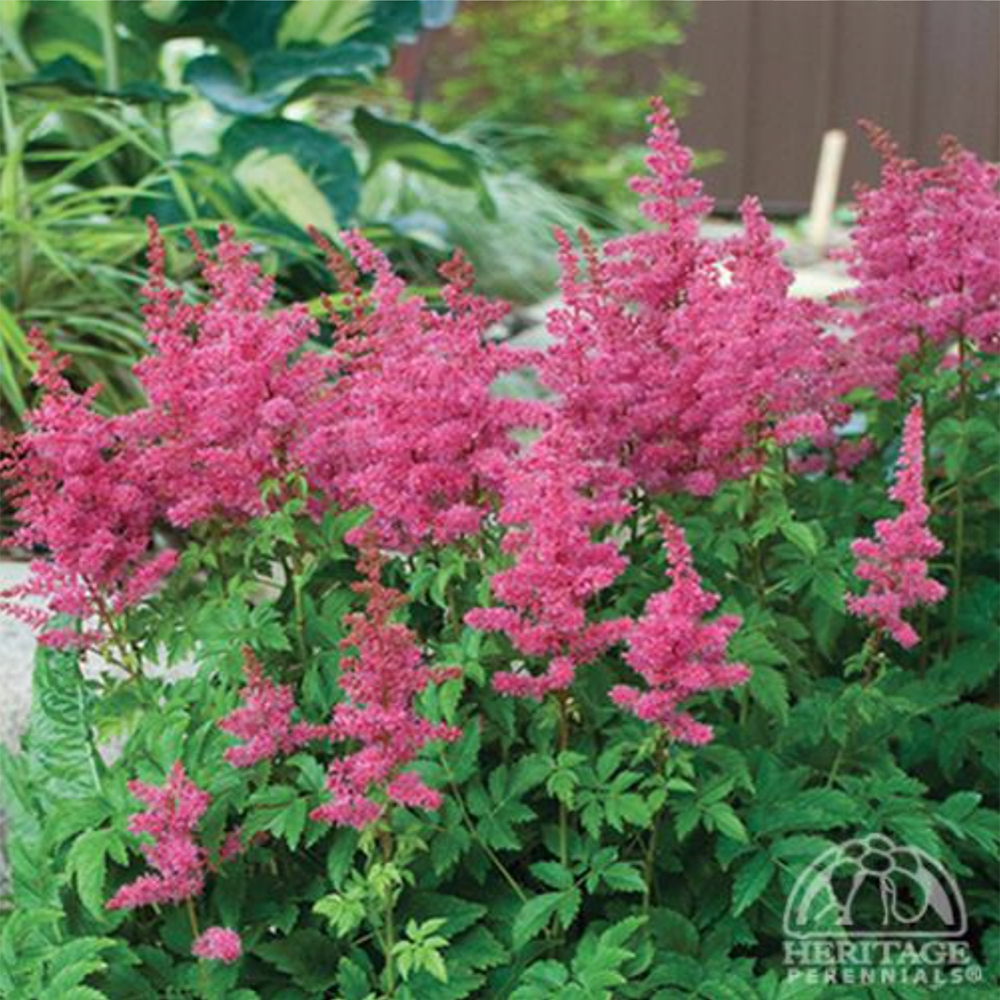 Astilbe ‘Younique Lilac’