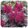 Astilbe chinensis ‘Vision in Red'