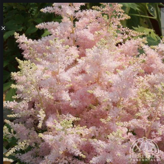 Astilbe Younique 'Silvery Pink'