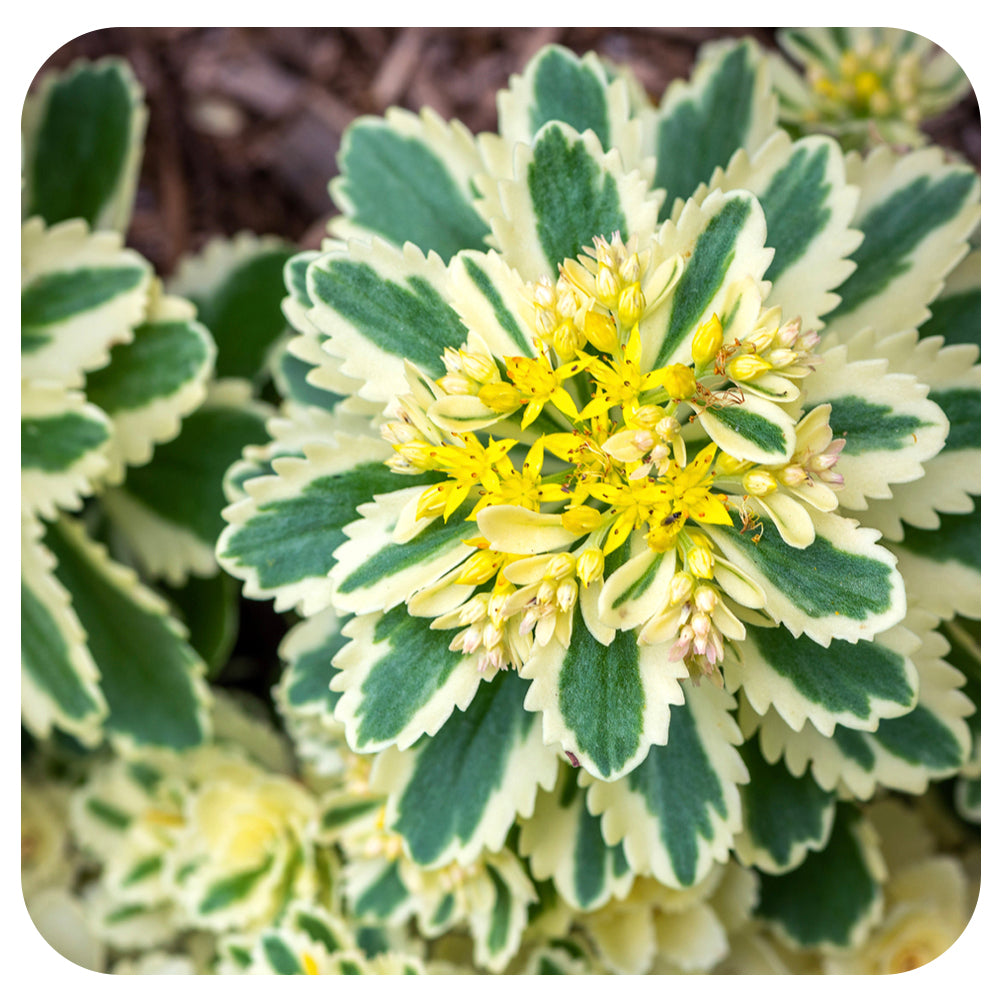 Stonecrop (Sedum Takesimense) "Atlantis