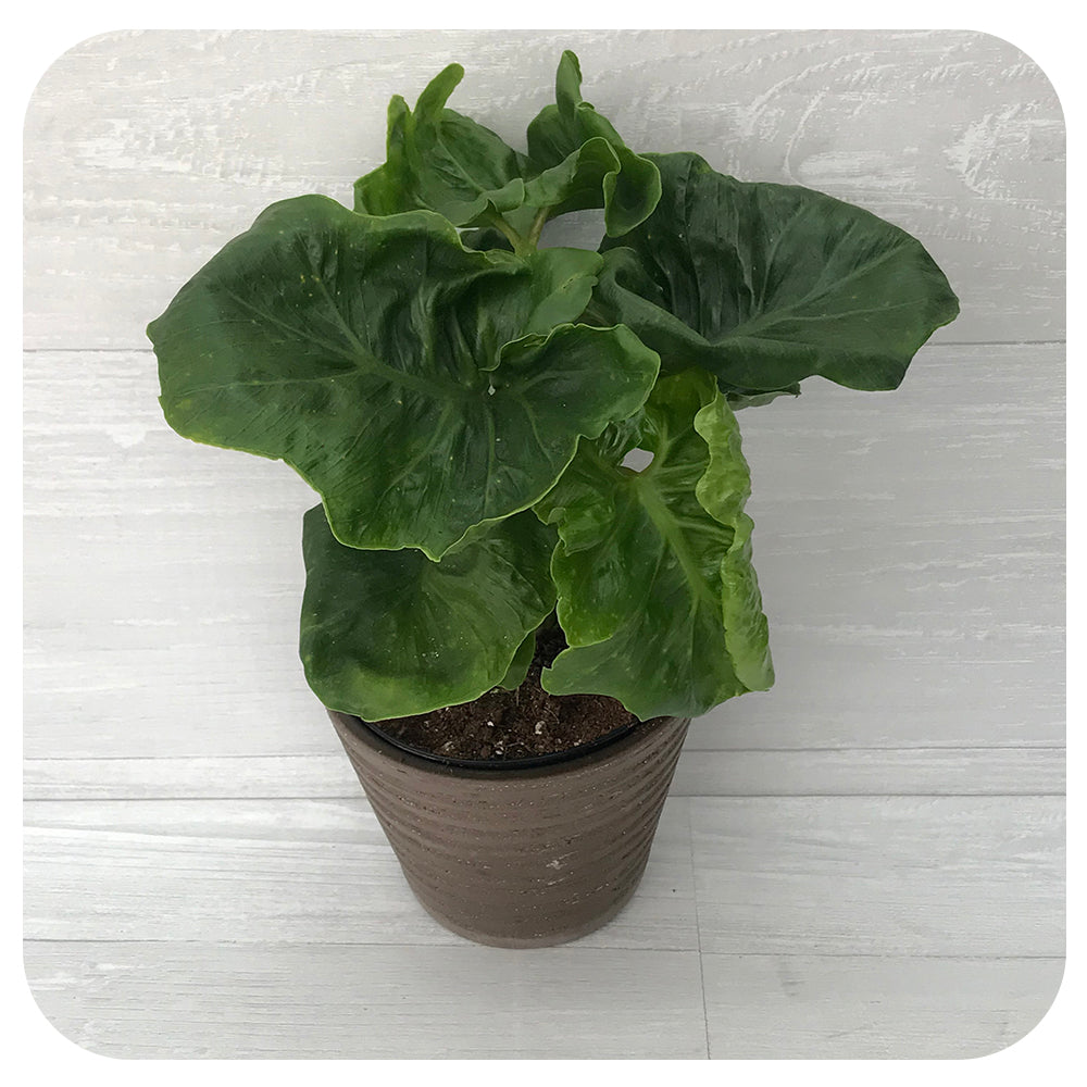 philodendron arom Philodendron Atom
