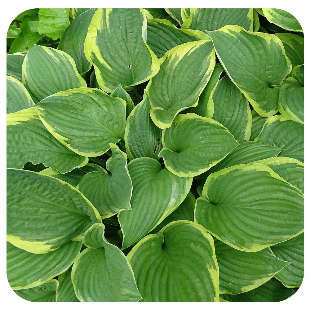 Hosta 'Aureomarginata'