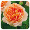 Carding Mill® Rose by David Austin