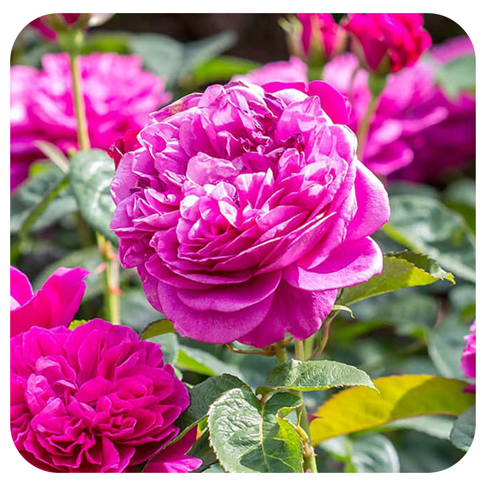 James L Austin by David Austin