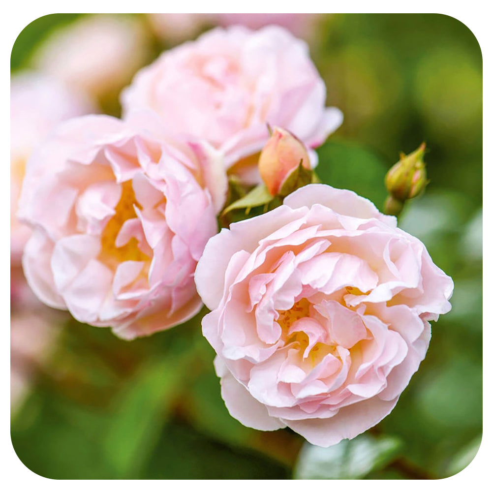 The Lady of the Lake Rose by David Austin (Climbing Rose)