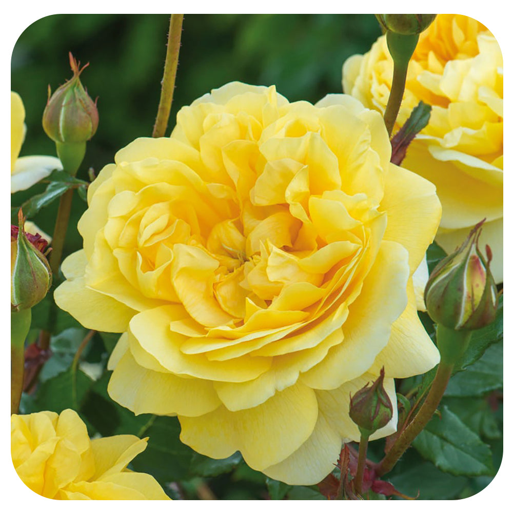 The Poet's Wife Rose by David Austin