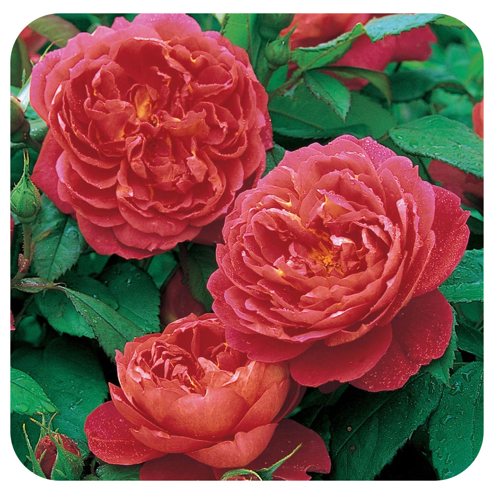 Benjamin Britten Rose by David Austin