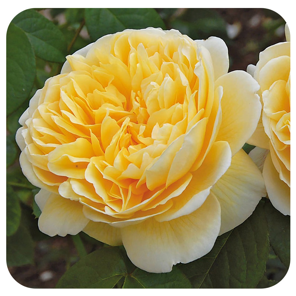 Charlotte Rose by David Austin