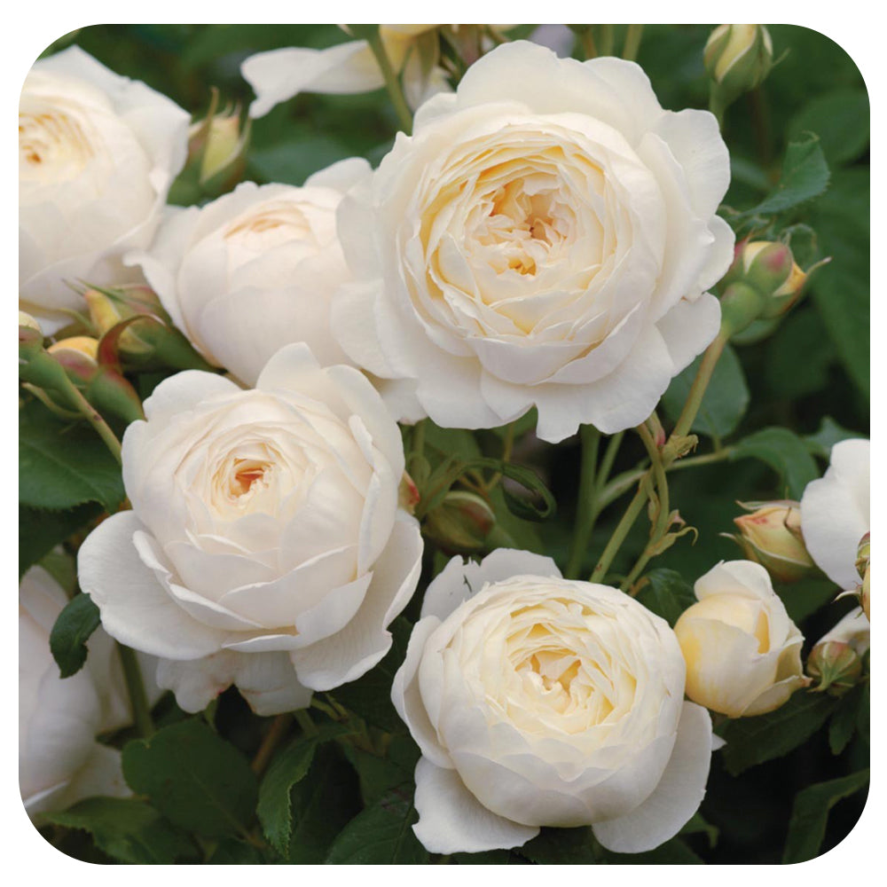 Claire Austin Rose by David Austin (Climbing Rose)