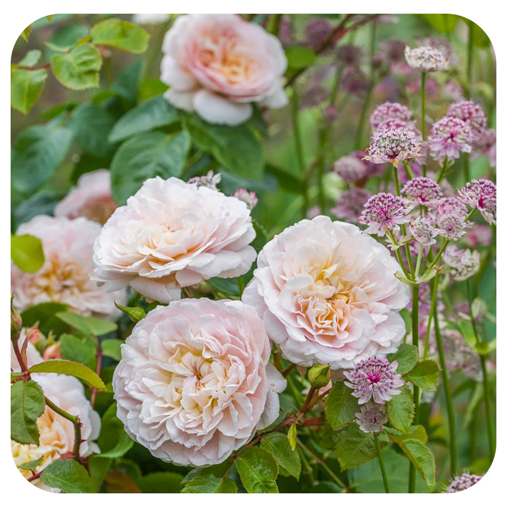 Emily Brontë by David Austin