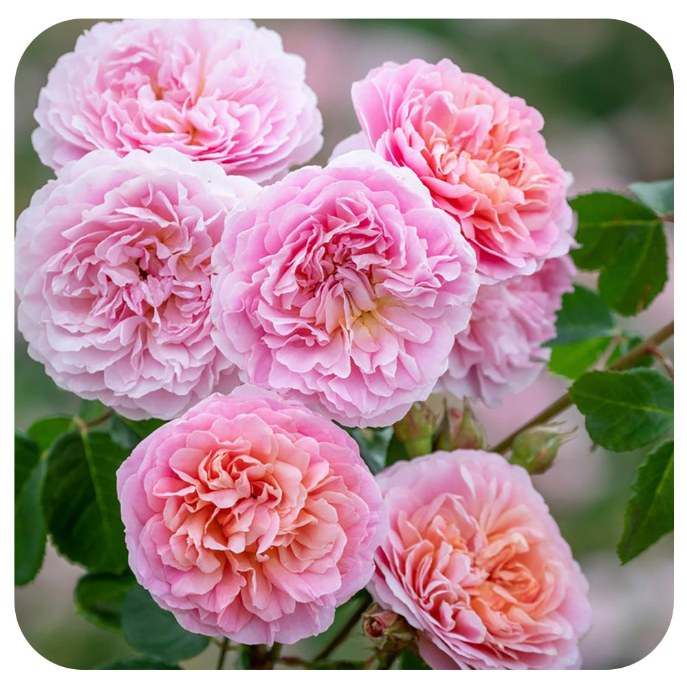 Eustacia Vye by David Austin