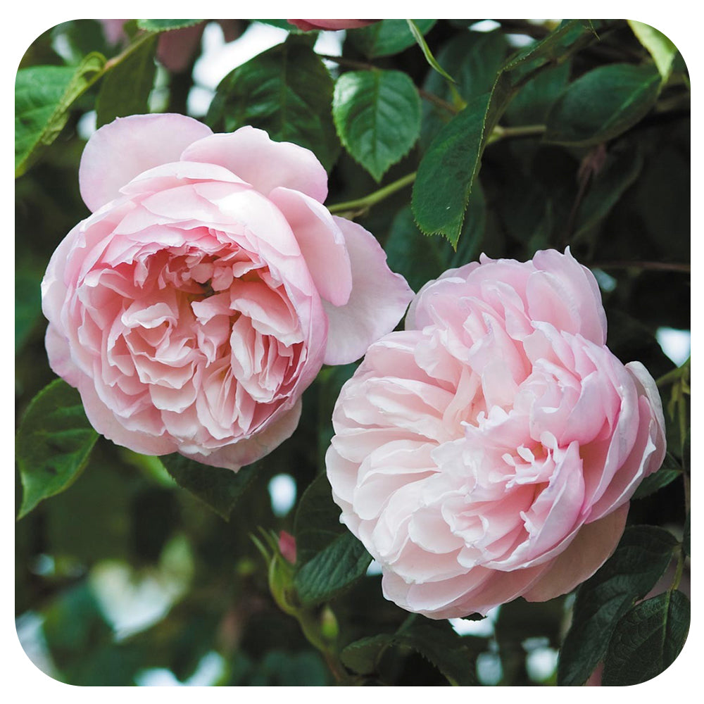 The Generous Gardener Rose by David Austin (Climbing Rose)