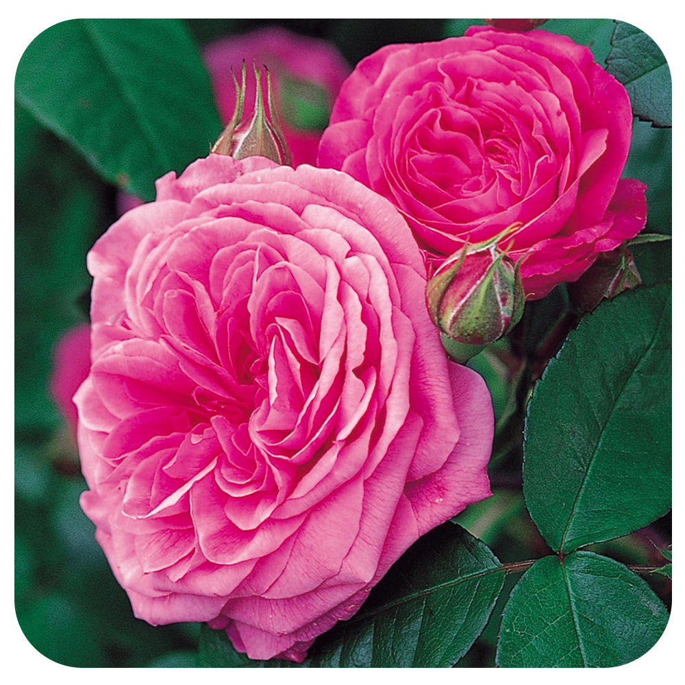 Gertrude Jekyll Rose by David Austin (Climbing Rose)