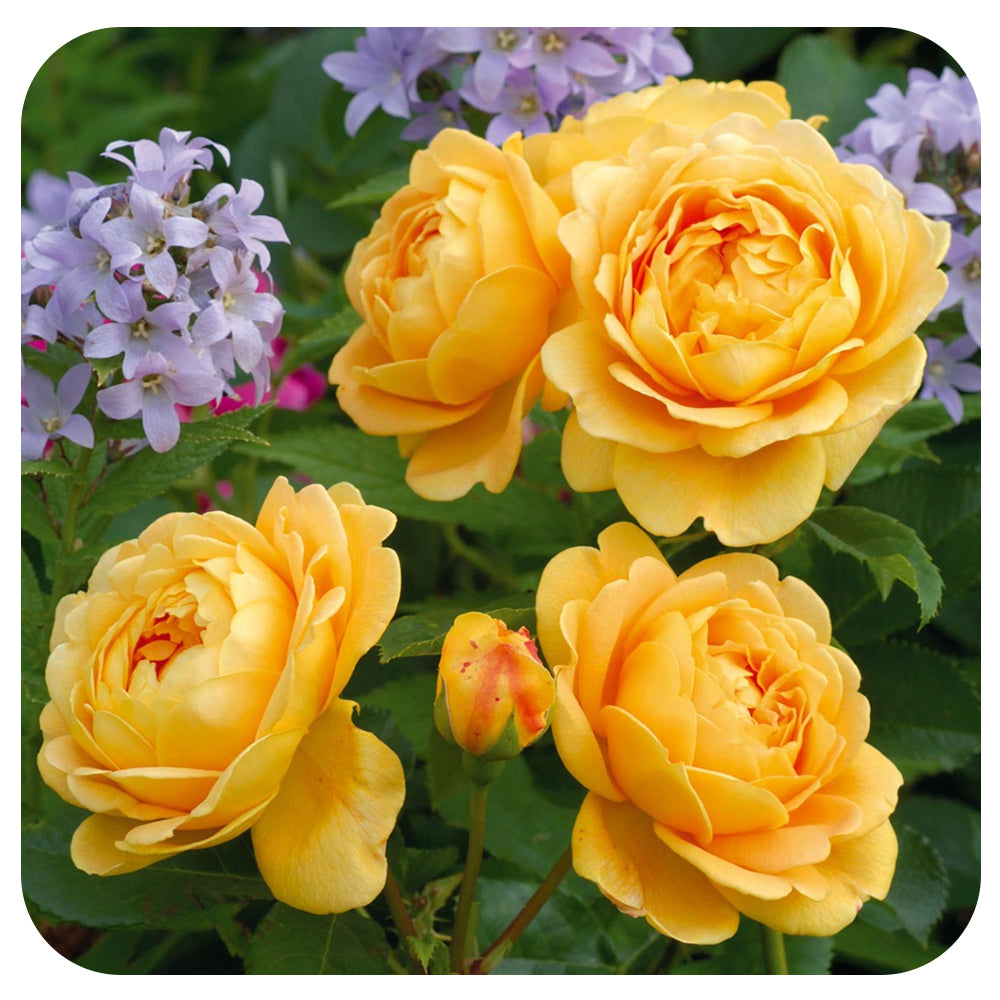 Golden Celebration Rose by David Austin (Climbing Rose)