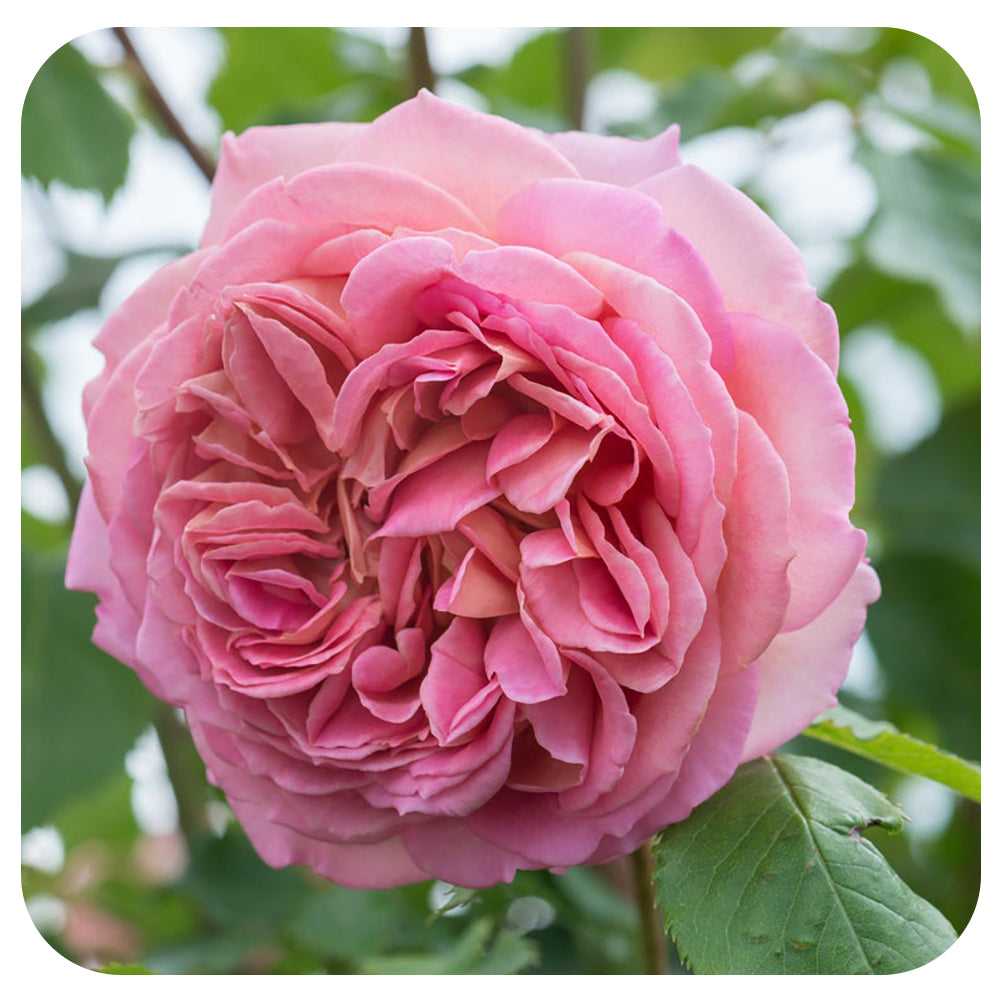 Jubilee Celebration® by David Austin