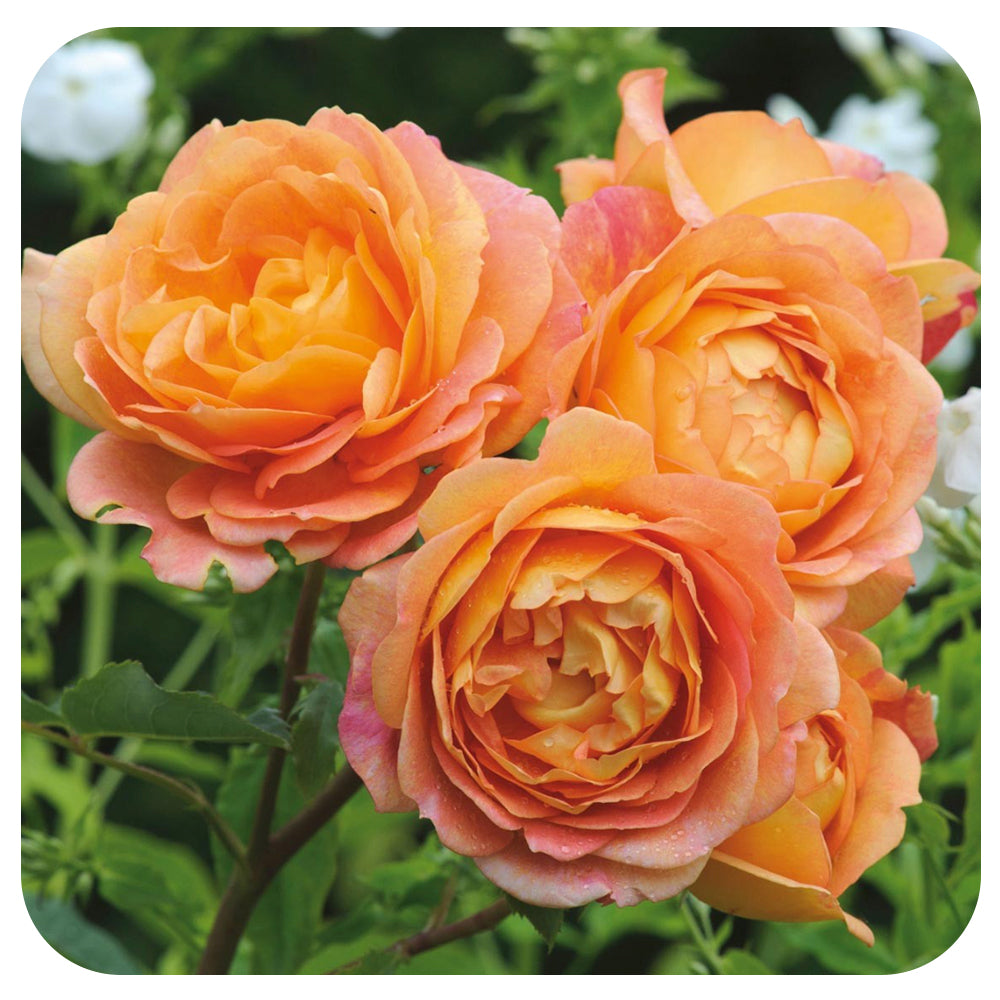 Lady of Shallot Rose by David Austin (Climbing Rose)