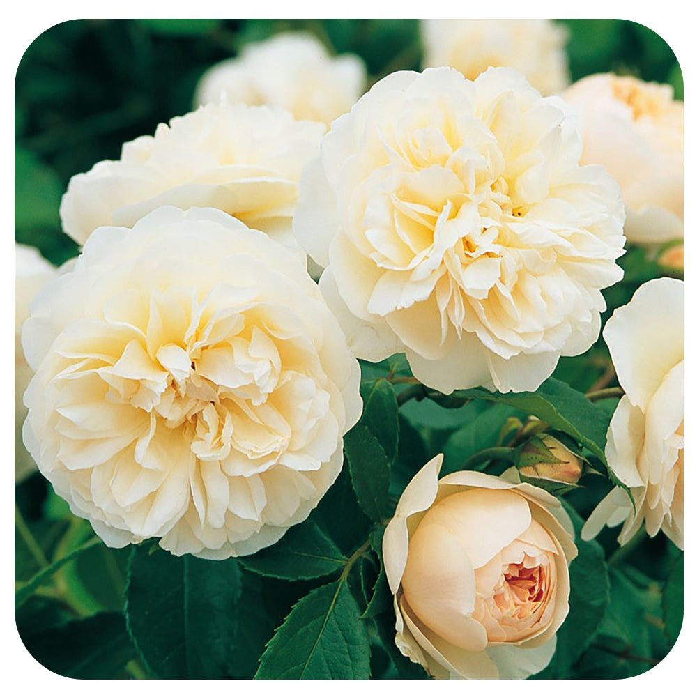 Lichfield Angel Rose by David Austin