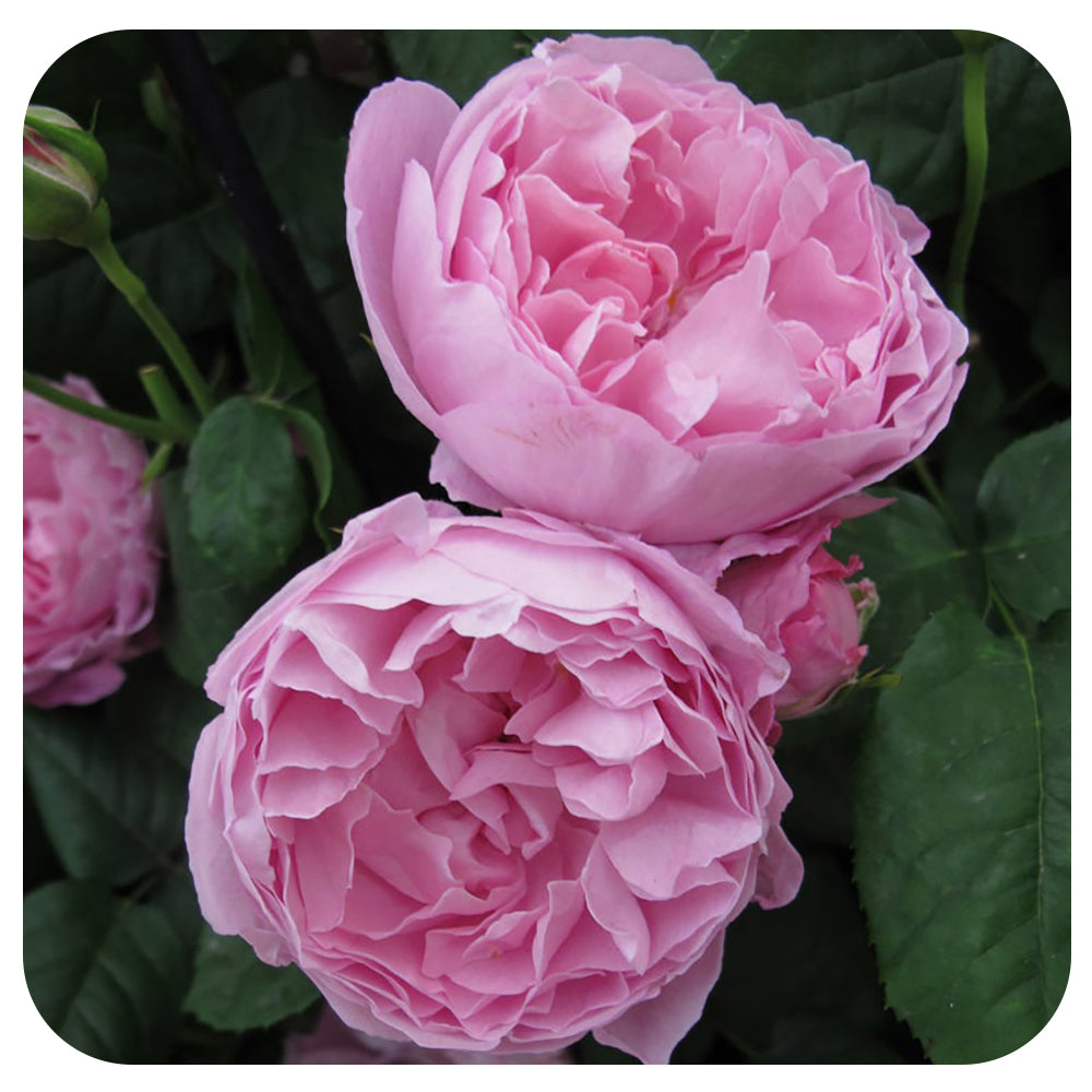 Mary Rose® by David Austin