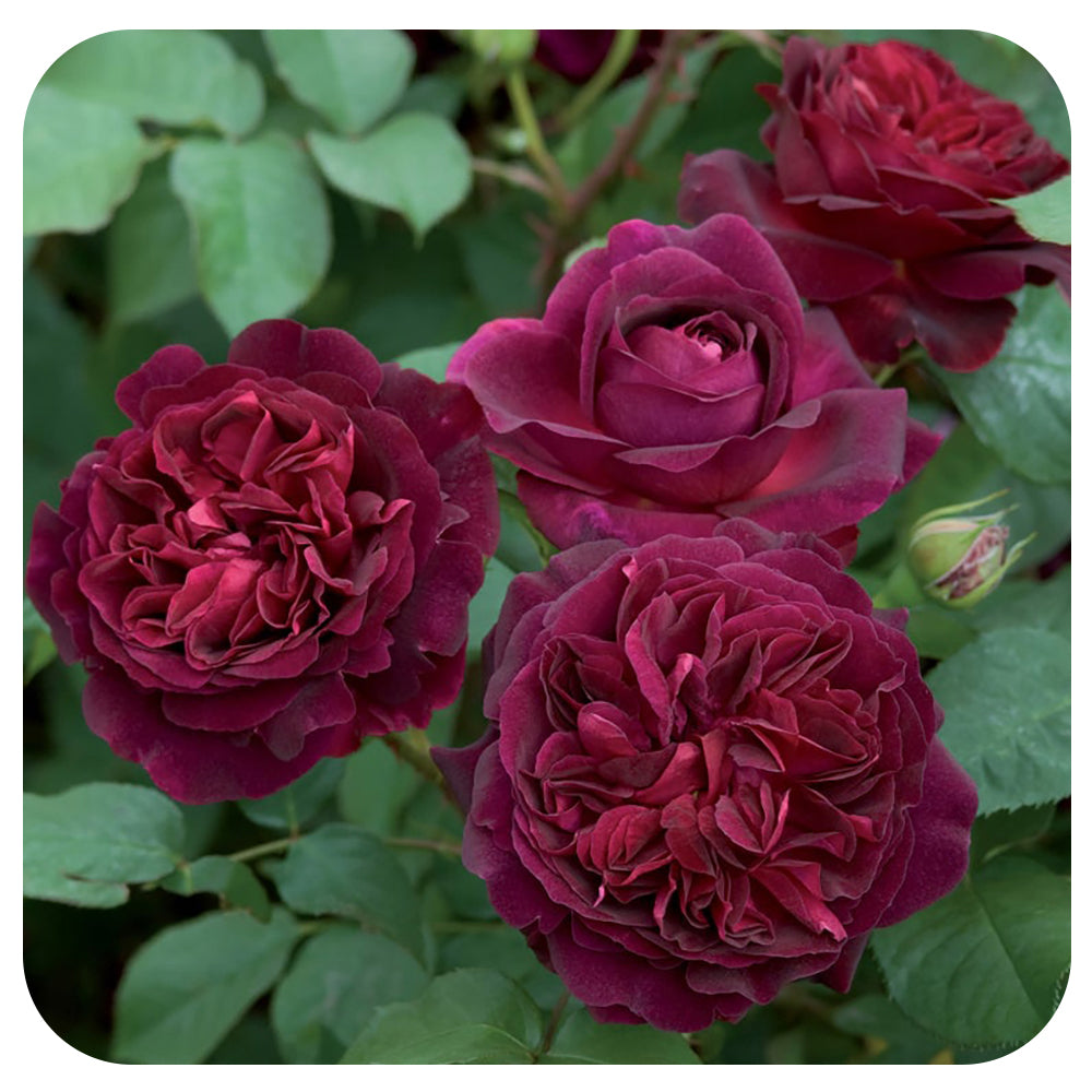 Munstead Wood Rose by David Austin